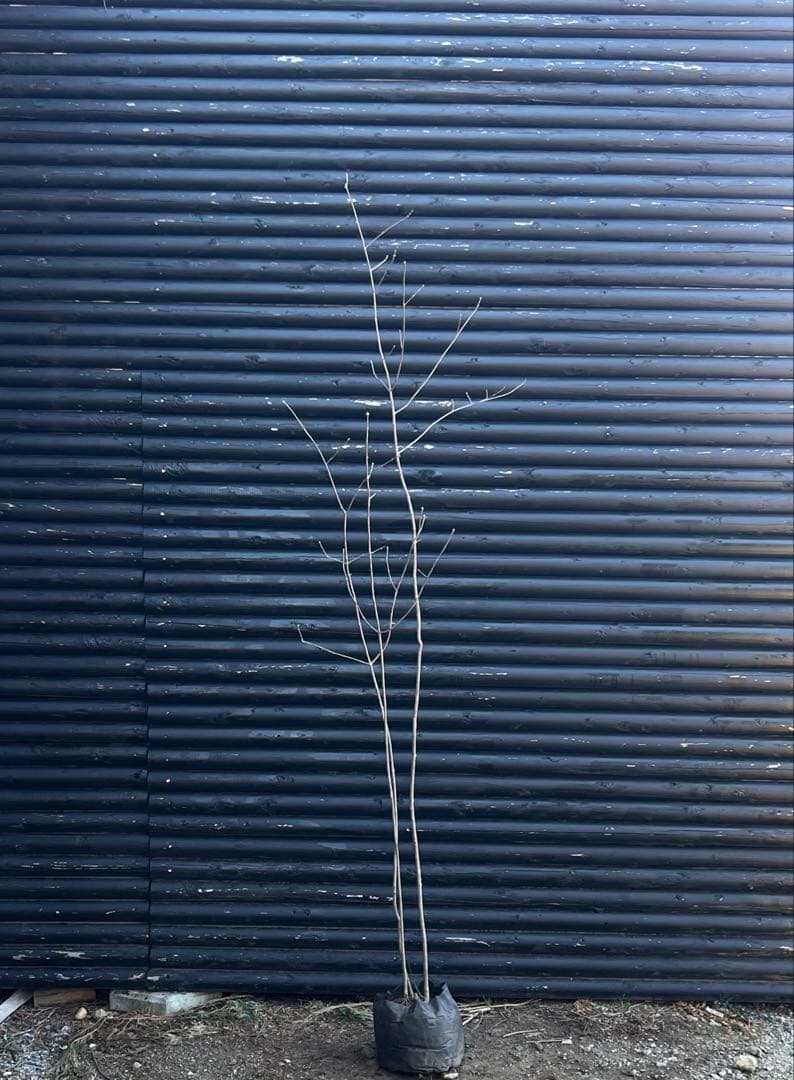 山採り天然　アオダモ　３本株立ち　81