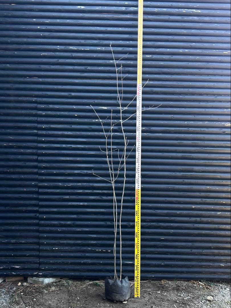 山採り天然　アオダモ　３本株立ち　81