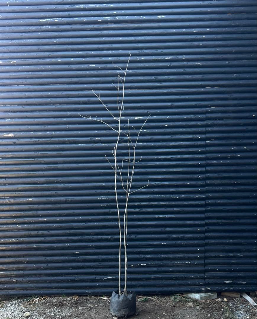 山採り天然　アオダモ　３本株立ち　81