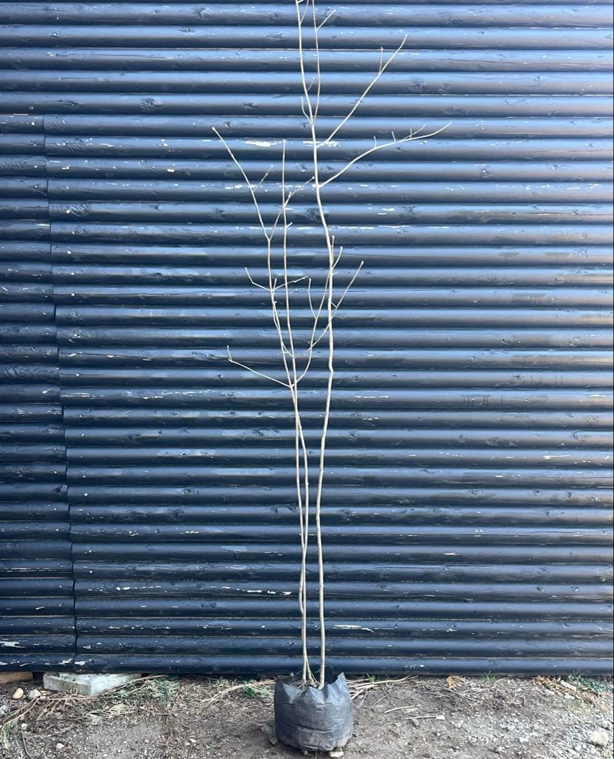 山採り天然　アオダモ　３本株立ち　81