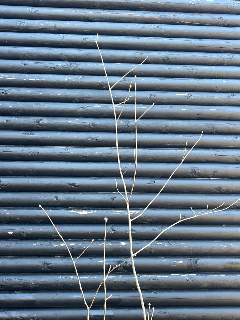 山採り天然　アオダモ　３本株立ち　81