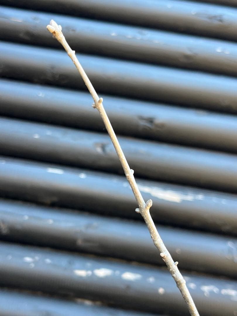 山採り天然　アオダモ　３本株立ち　81