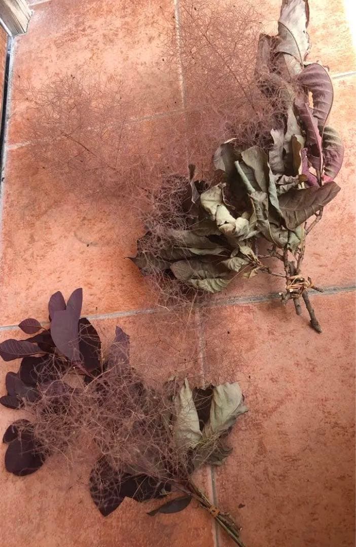 スモークツリー　ドライフラワー