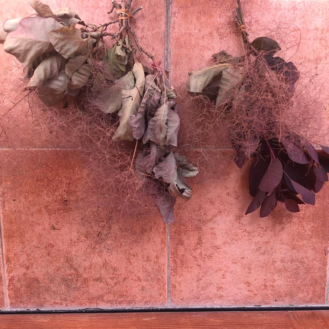 スモークツリー　ドライフラワー