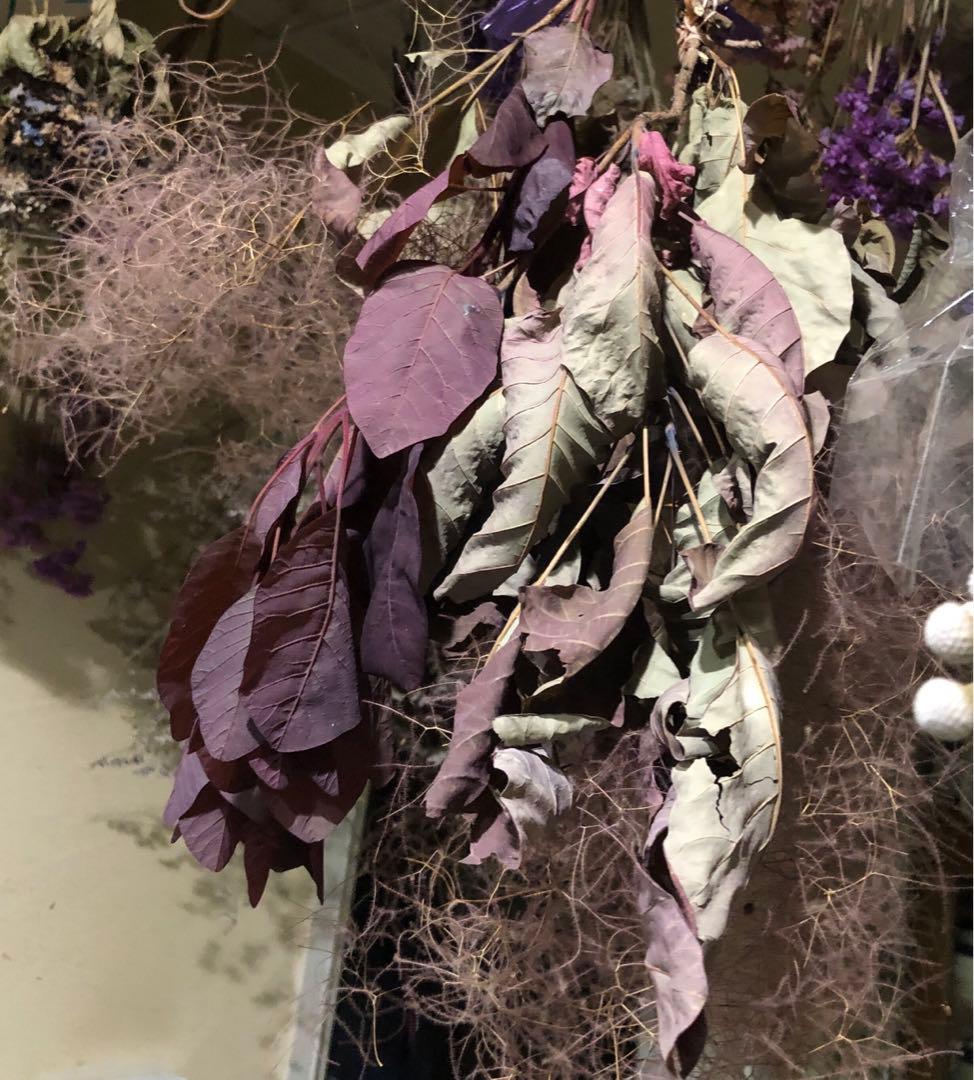 スモークツリー　ドライフラワー