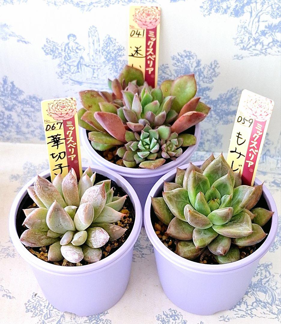 華切子迷いの森もみじ飴3点セット札付きポットごとおらいさん苗バラ売り不可