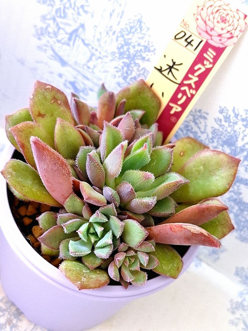 華切子迷いの森もみじ飴3点セット札付きポットごとおらいさん苗バラ売り不可