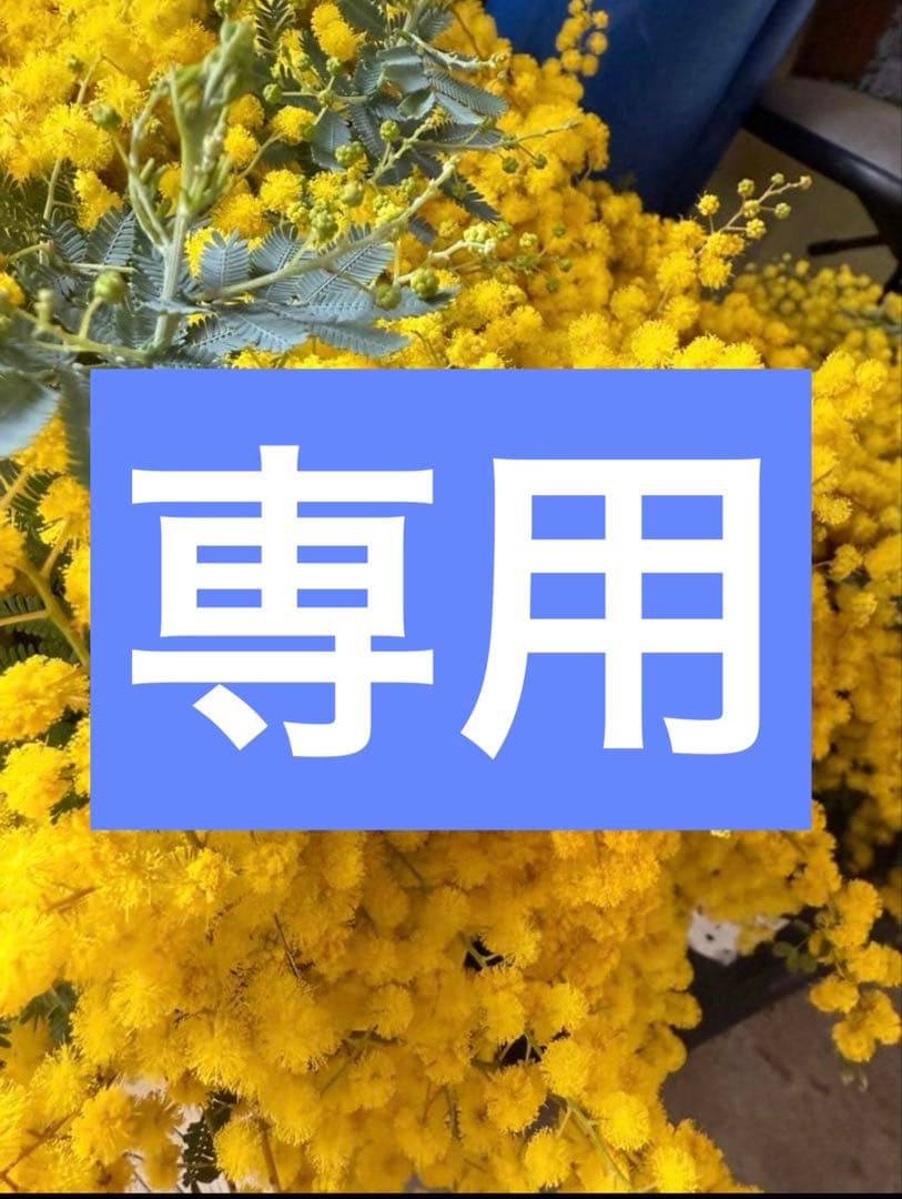ミモザ　切り花　80サイズ