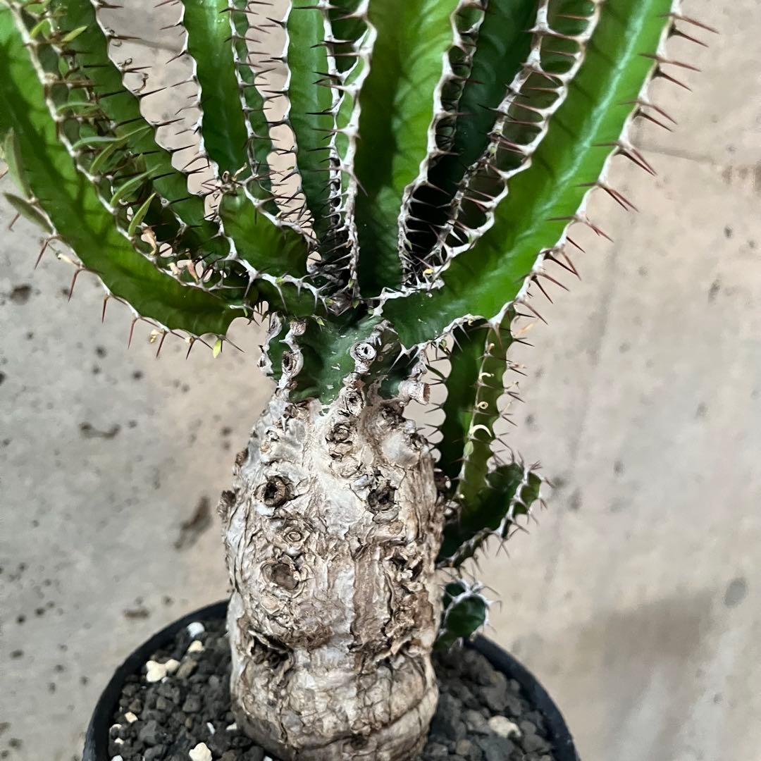 ユーフォルビア　ムランジーナ　現地球　美株　陶器鉢付き