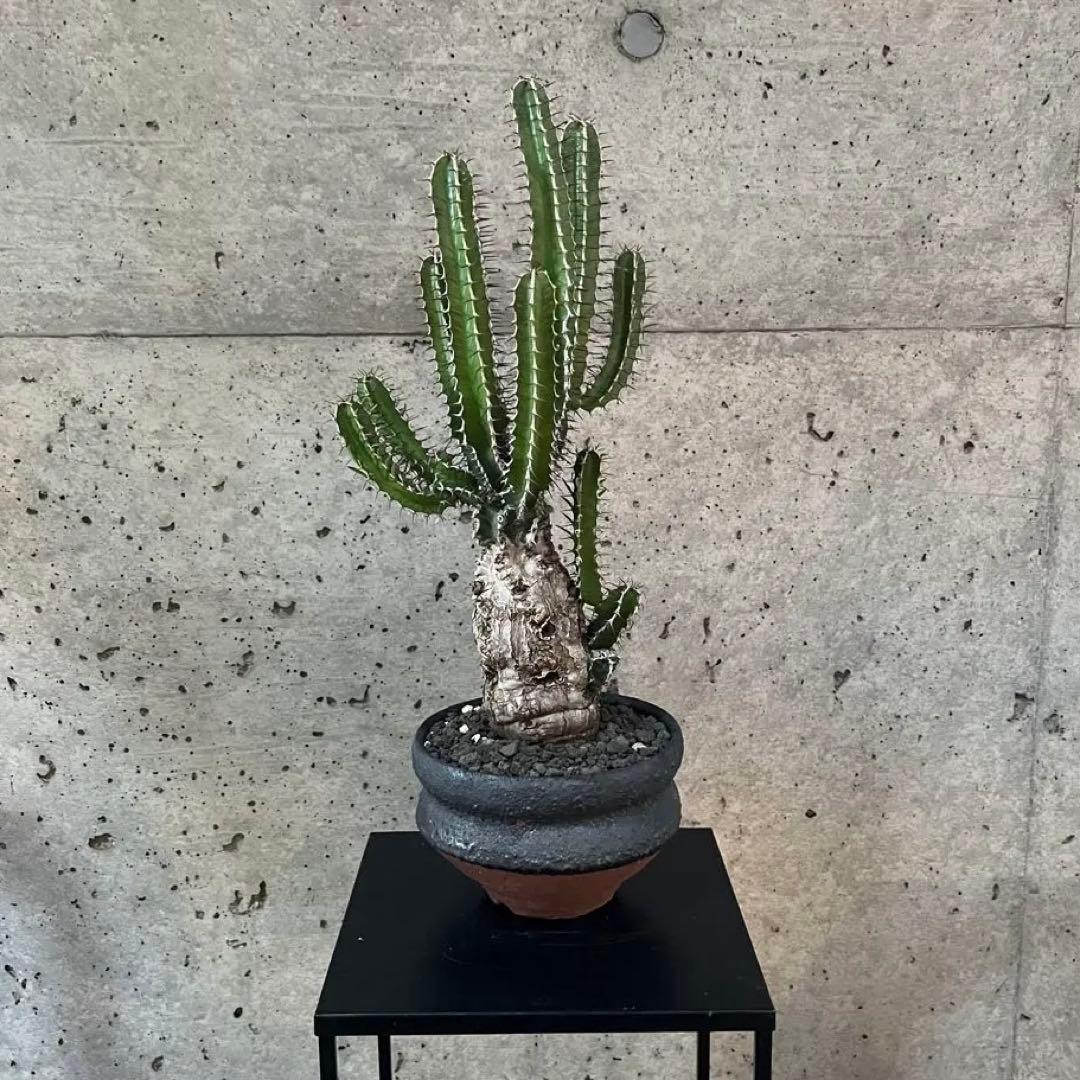 ユーフォルビア　ムランジーナ　現地球　美株　陶器鉢付き