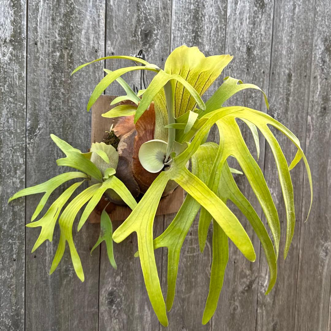 P.Walrusii ビカクシダ