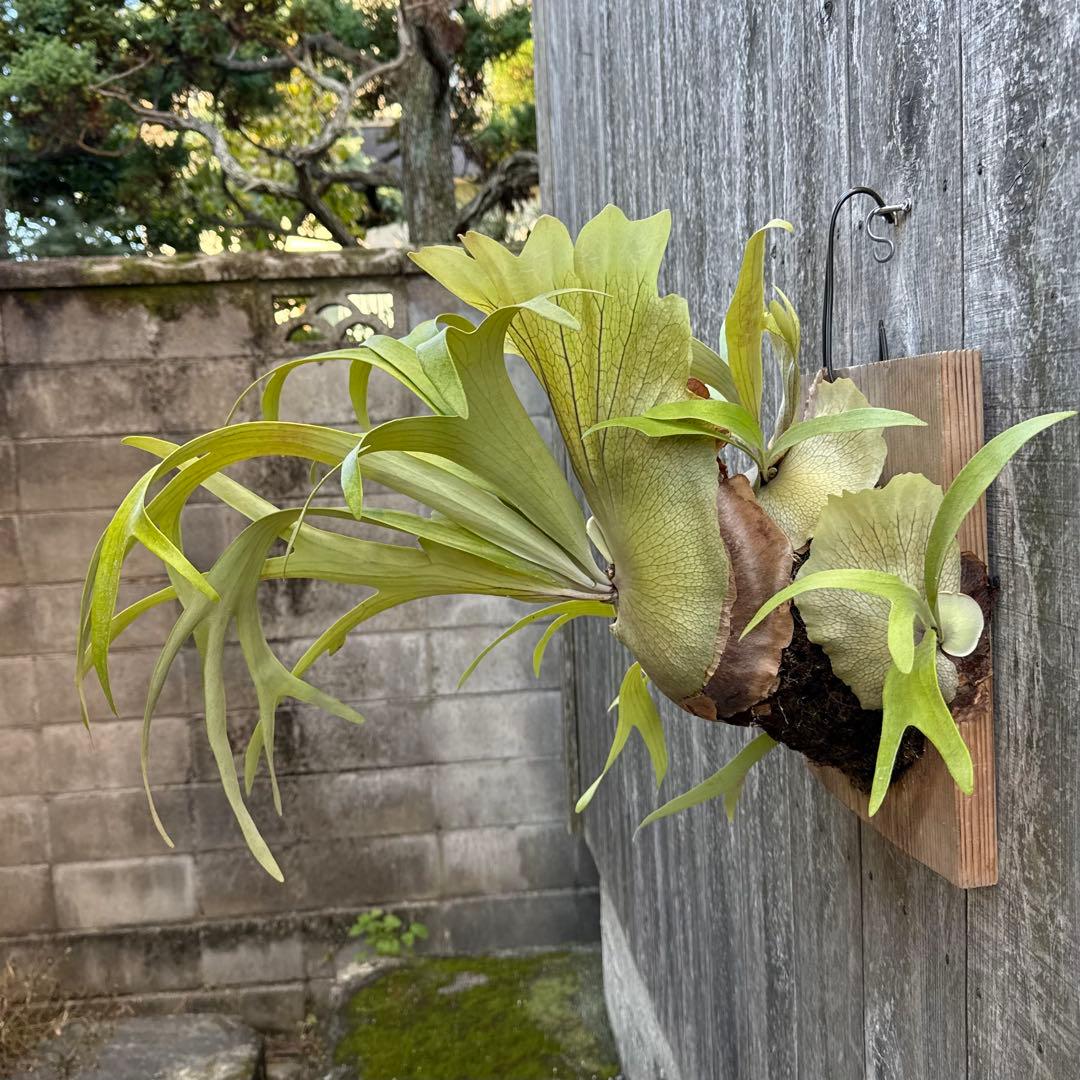 P.Walrusii ビカクシダ