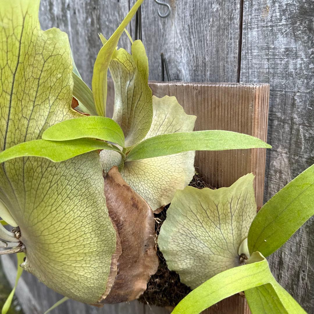 P.Walrusii ビカクシダ