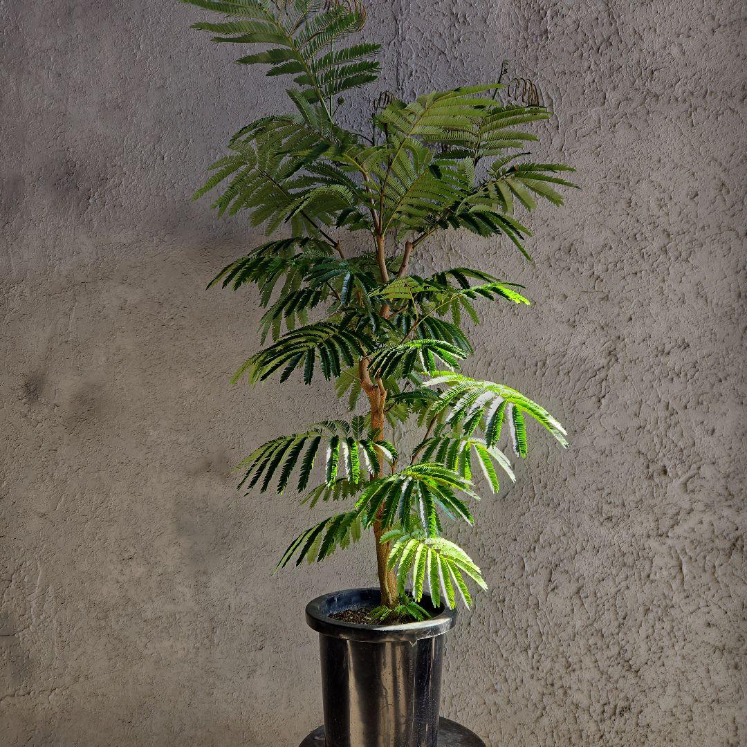 ④　エバーフレッシュ　8号特大苗木最高等級極上品　極太　‼️