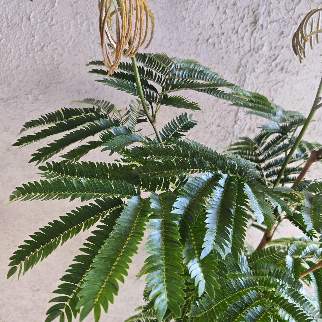 ④　エバーフレッシュ　8号特大苗木最高等級極上品　極太　‼️