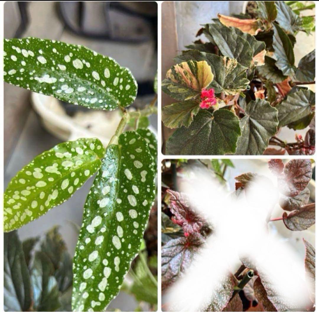 珍しいベゴニア　２種類　カット苗　熱帯植物　観葉植物　インテリア
