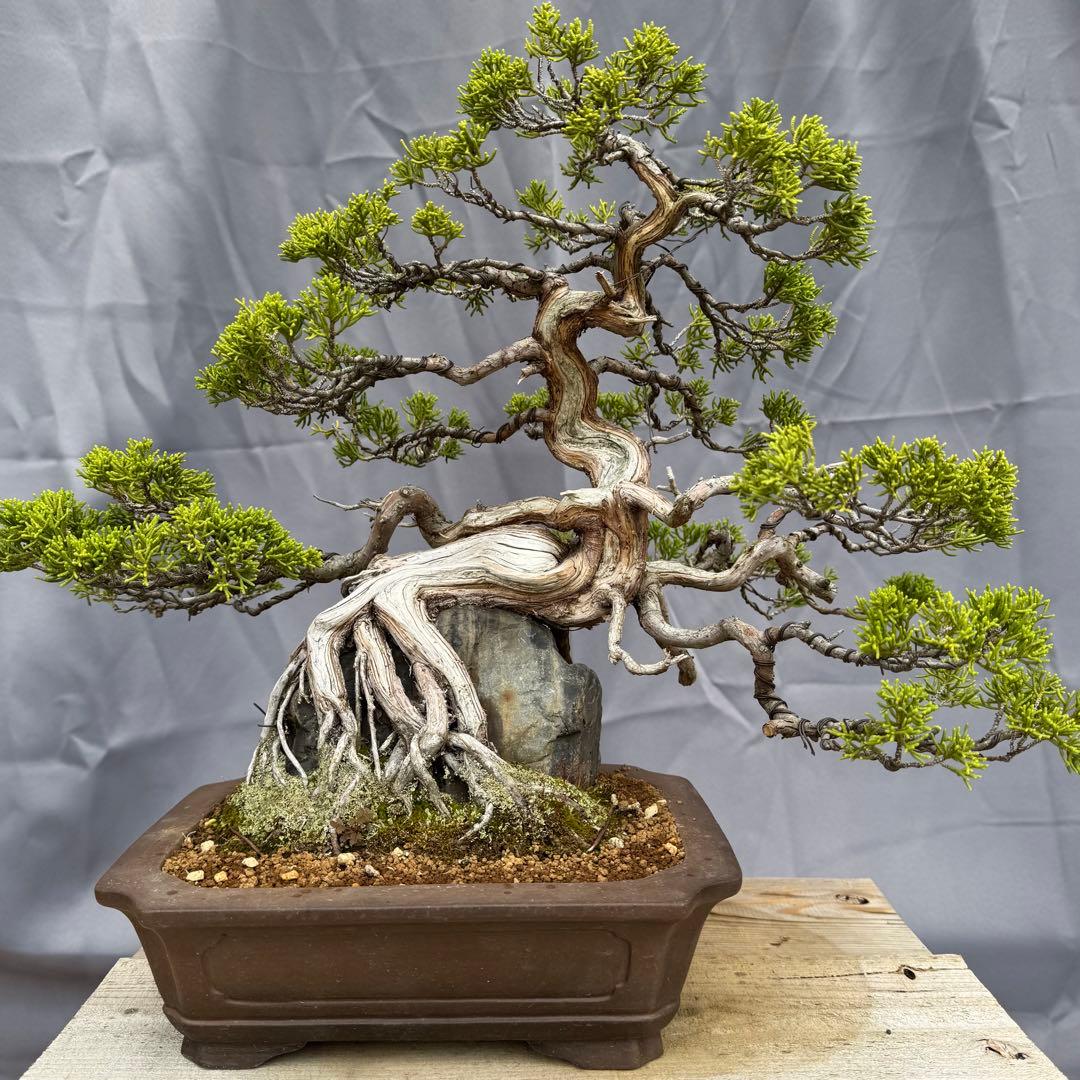 石付き糸魚川真柏　shinpaku Juniperus chinensis