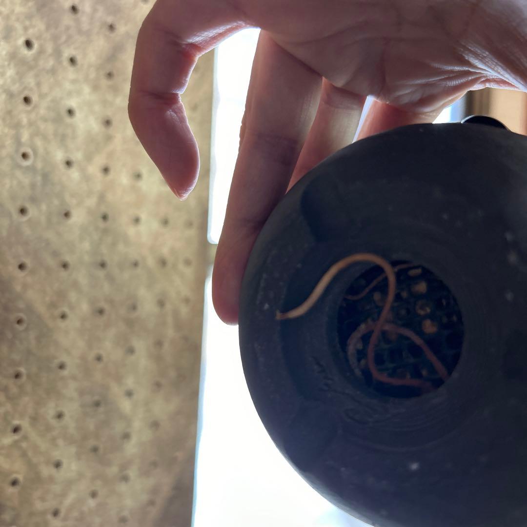 アガベ エボリスピナ ユタエンシス 現地球 × 鶴仙園 Ryuhoou pot