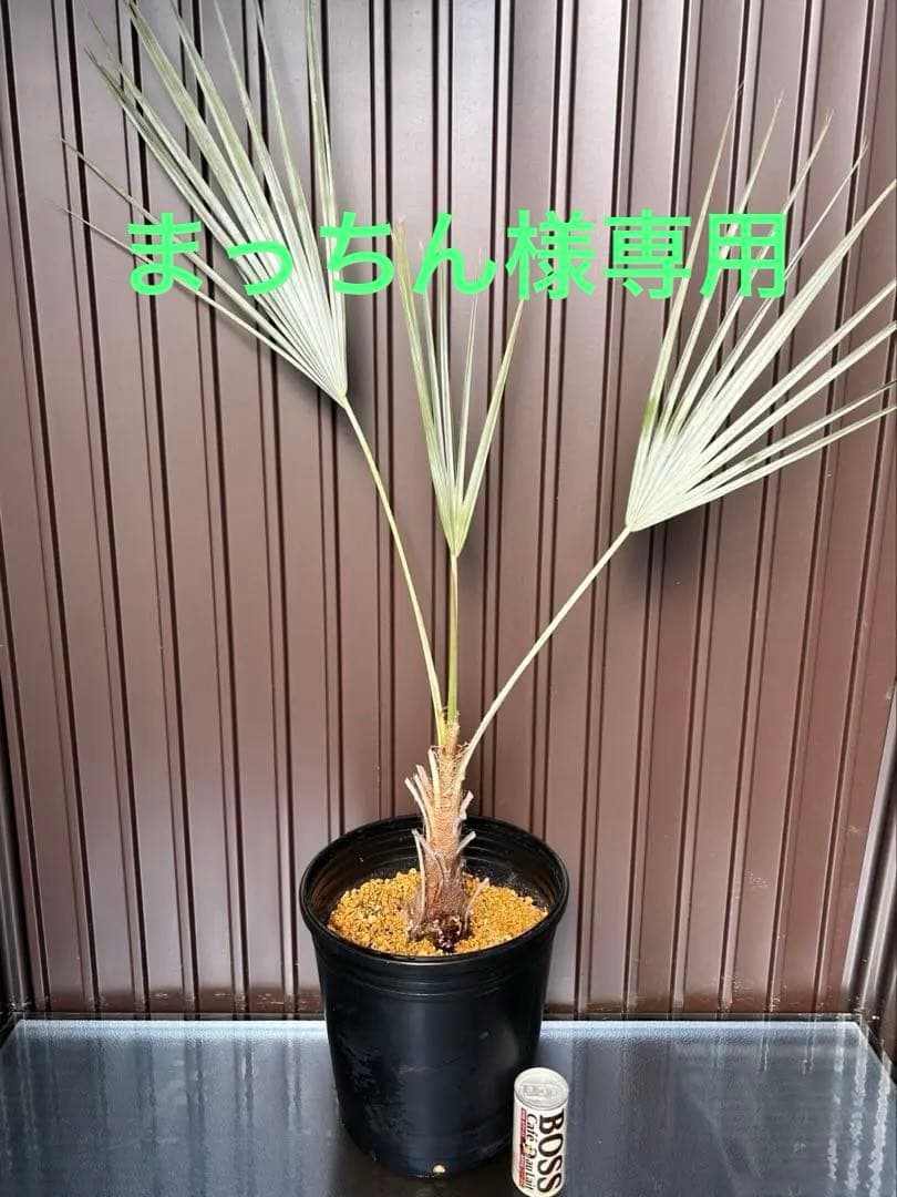 ブラヘア アルマータX とMの2点セット　今春地植え可能株