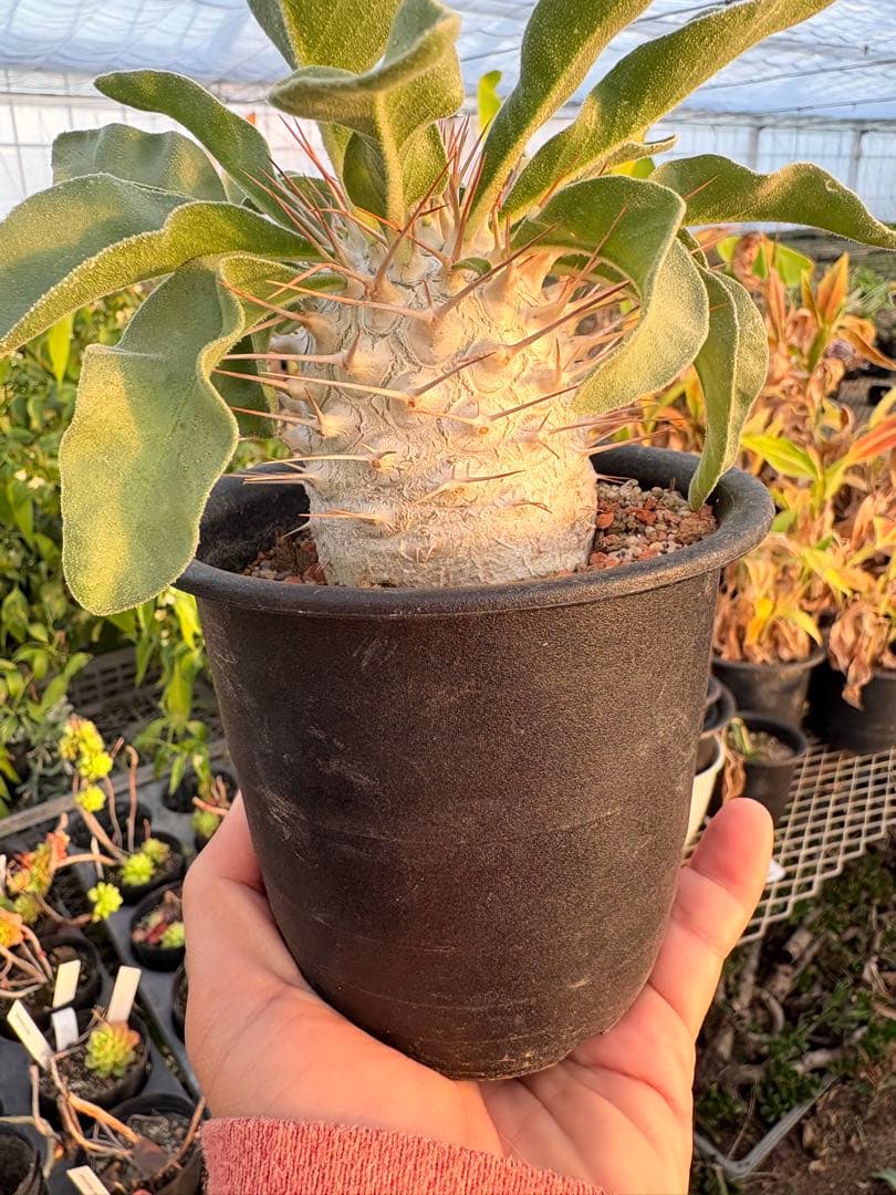 パキポディウム ナマクアナム 光堂　国内実生　美株