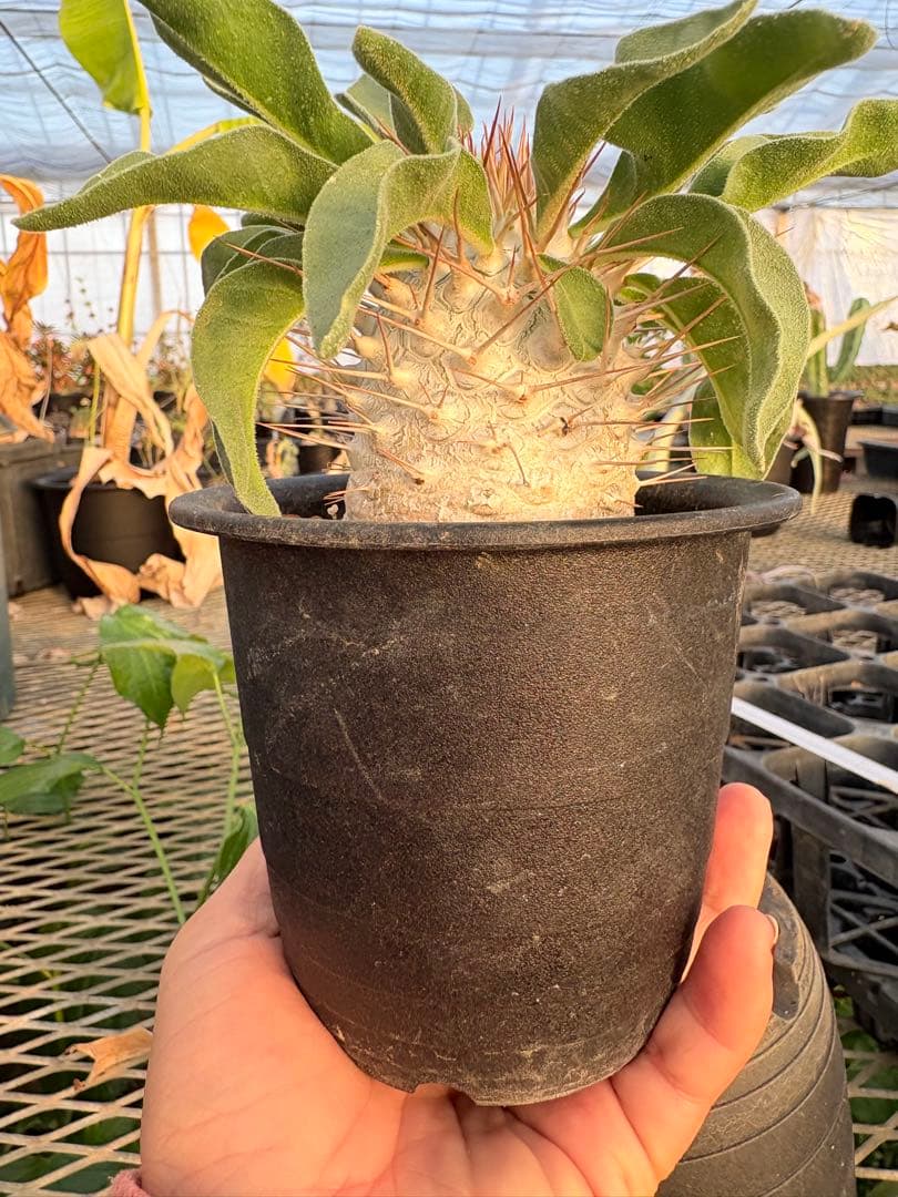 パキポディウム ナマクアナム 光堂　国内実生　美株