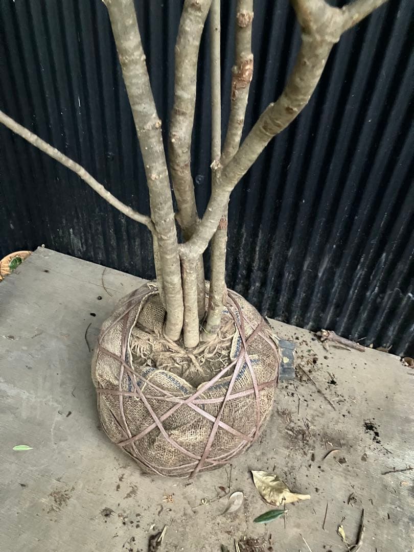 山採り　アオダモ　j