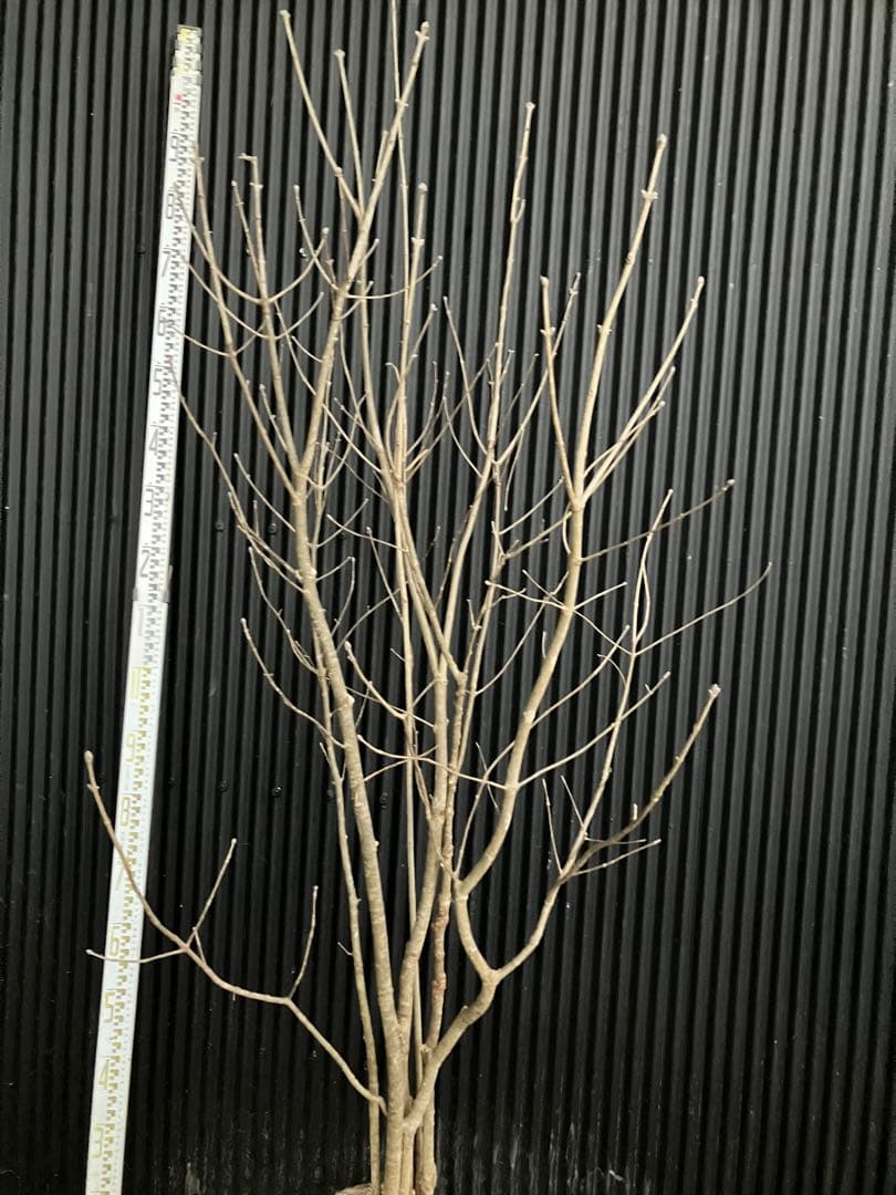 山採り　アオダモ　j