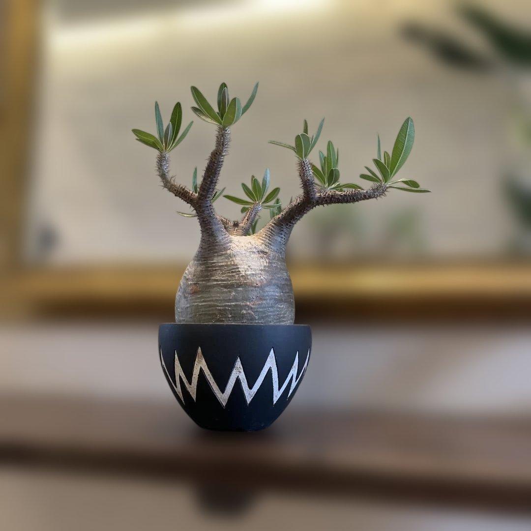 塊根植物 neighborhood SRL x invisible ink 鉢