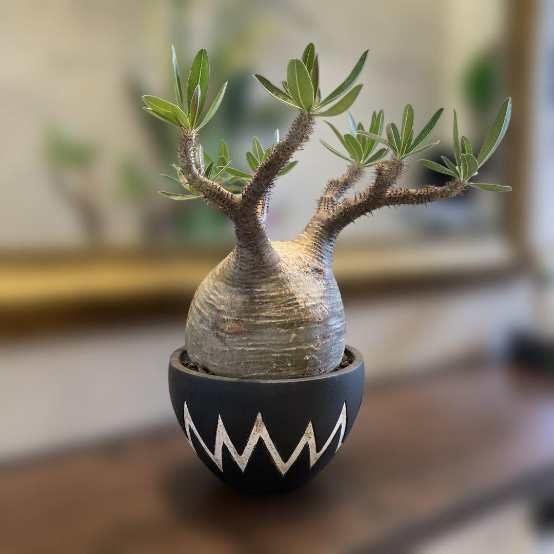 塊根植物 neighborhood SRL x invisible ink 鉢