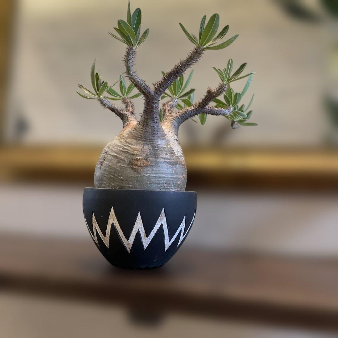 塊根植物 neighborhood SRL x invisible ink 鉢