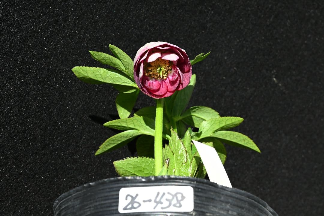 クリスマスローズ　ddレッドリバーシブルソフトカップ咲き　加藤農園