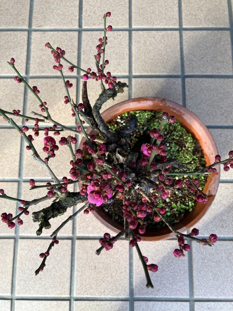 緋梅盆栽　超極太　樹齢30年位　★超大特価 滅多に出ない極上品 早いもの勝ち★