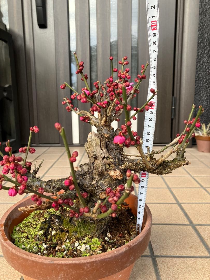 緋梅盆栽　超極太　樹齢30年位　★超大特価 滅多に出ない極上品 早いもの勝ち★