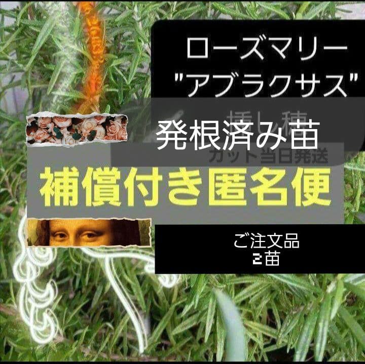 【ご注文品】ローズマリー アブラクサス 発根済み 2苗　1500円にて承りました
