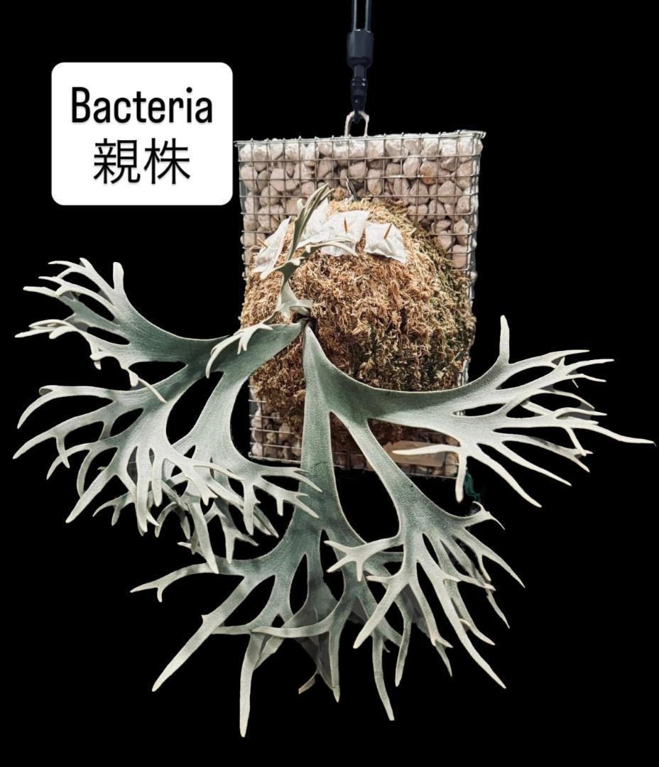 willinckii ビカクシダ ウィリンキー バクテリア 板付株　B-4