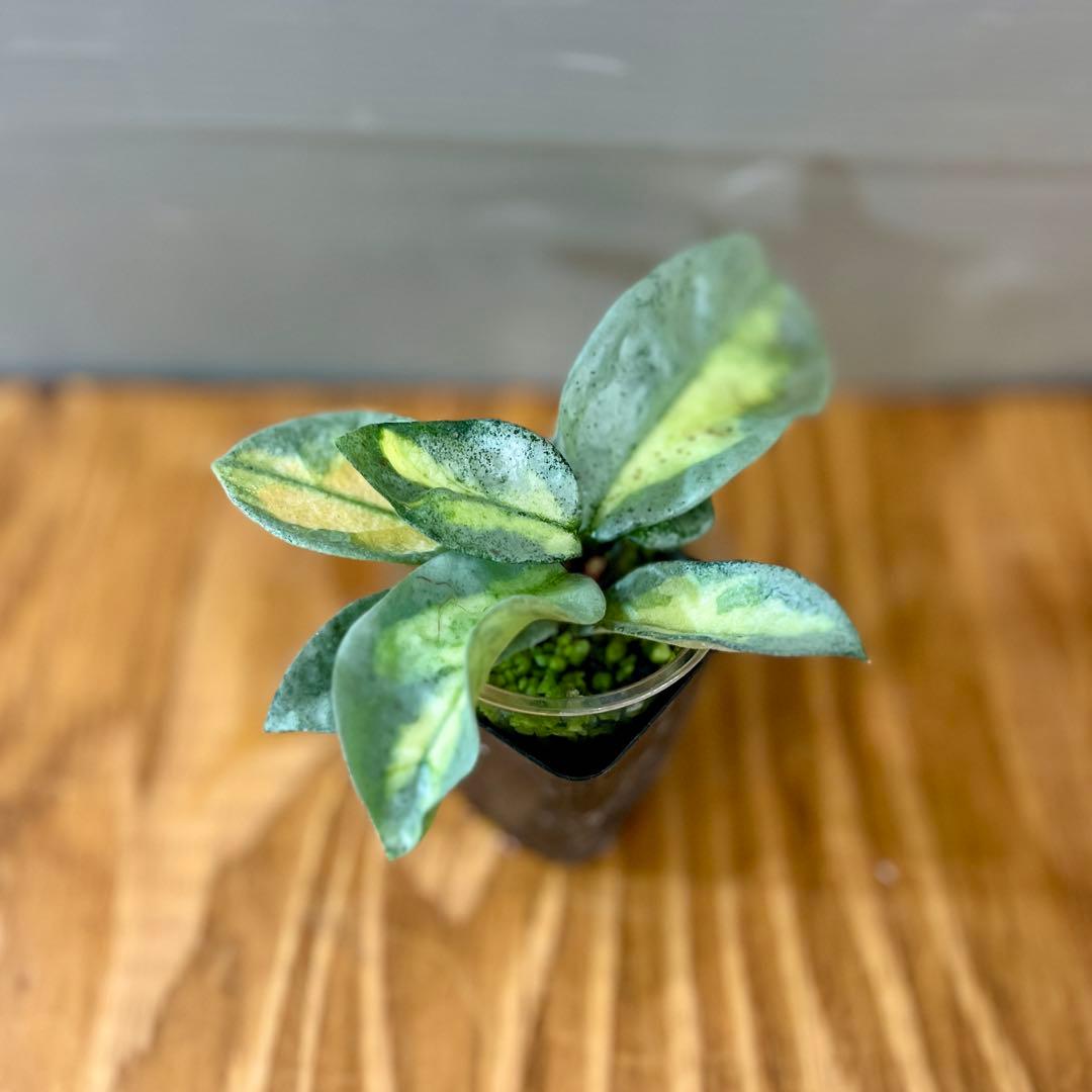 ホヤ　アルゲンティア　プリンセス　週末限定SALE！