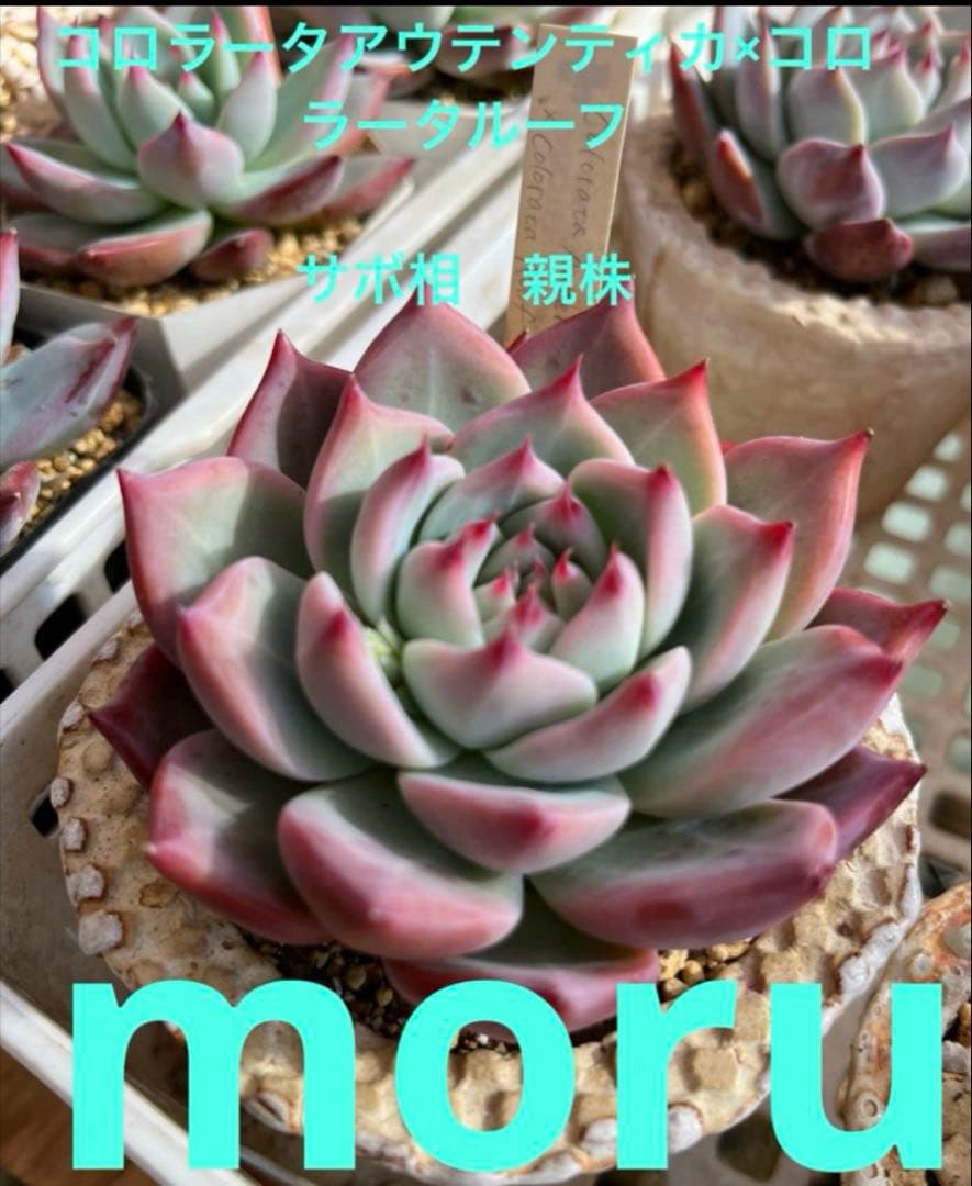 ゆ*介様 2025実生苗セットu 4センチポット