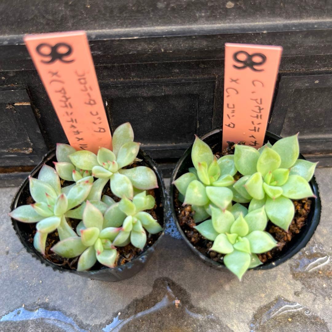 ゆ*介様 2025実生苗セットu 4センチポット