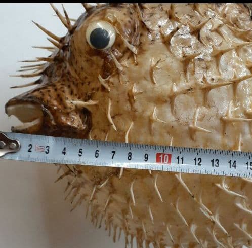 超特大ふぐふぐ提灯福膨らむふぐ河豚ハリセンボン疫病退散祈願