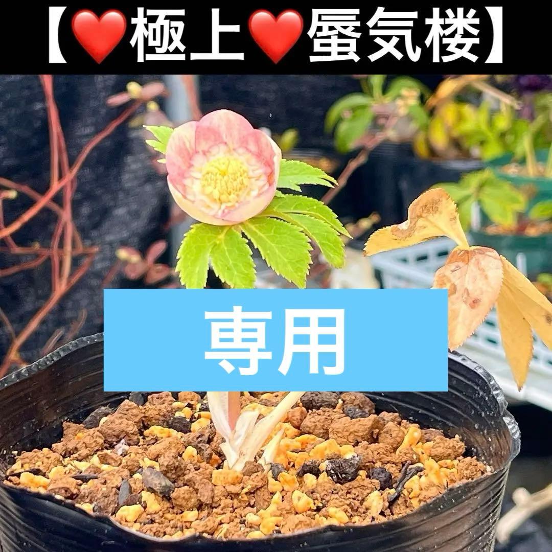 専用　3品同梱メルカリ 便❤️セール❤️3147 63 397