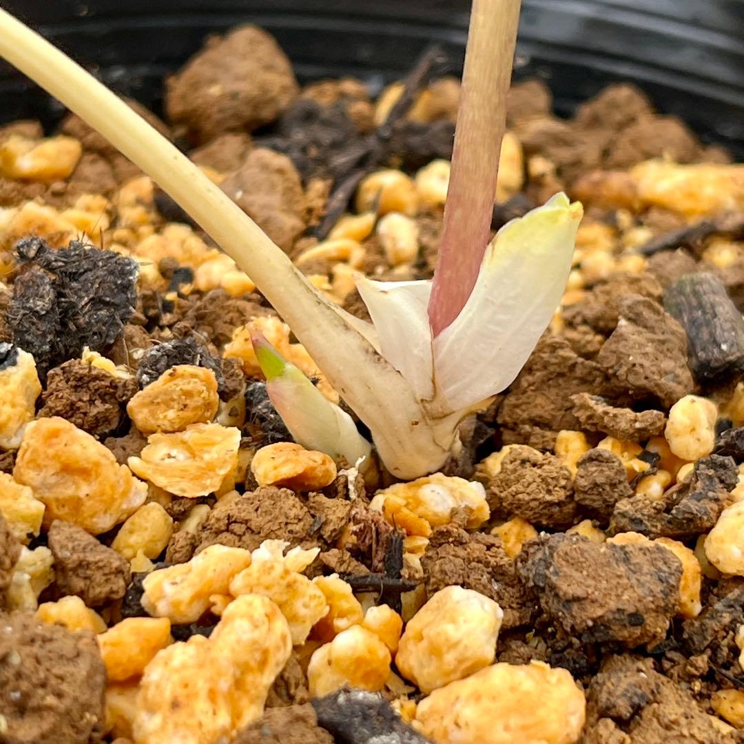 専用　3品同梱メルカリ 便❤️セール❤️3147 63 397