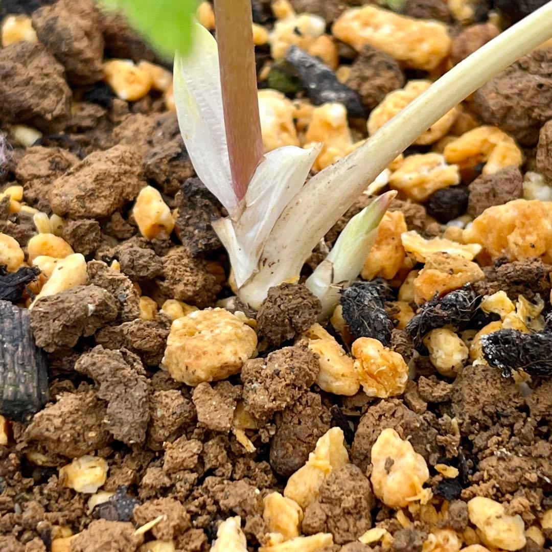 専用　3品同梱メルカリ 便❤️セール❤️3147 63 397