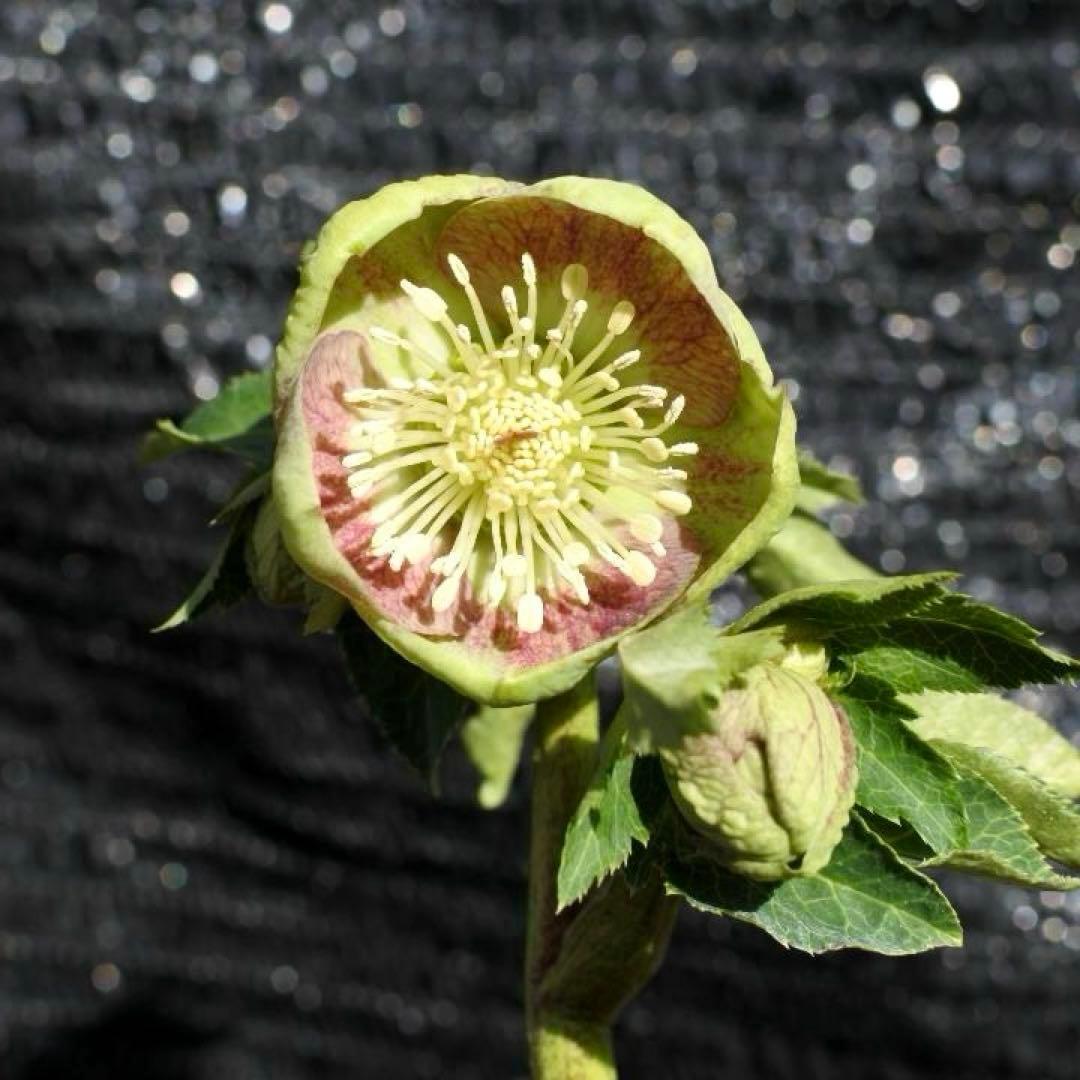 専用　3品同梱メルカリ 便❤️セール❤️3147 63 397