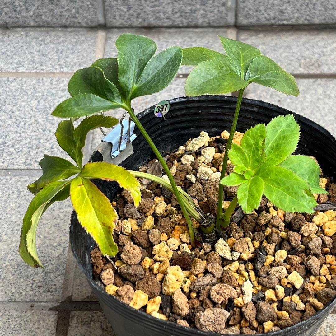 専用　3品同梱メルカリ 便❤️セール❤️3147 63 397