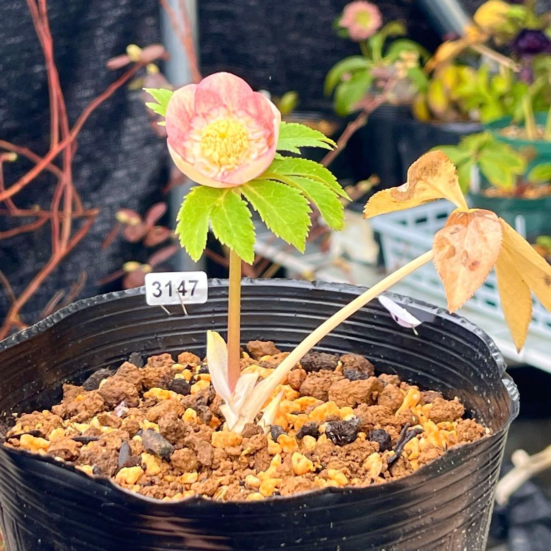 専用　3品同梱メルカリ 便❤️セール❤️3147 63 397