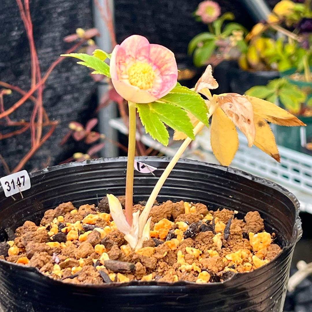 専用　3品同梱メルカリ 便❤️セール❤️3147 63 397