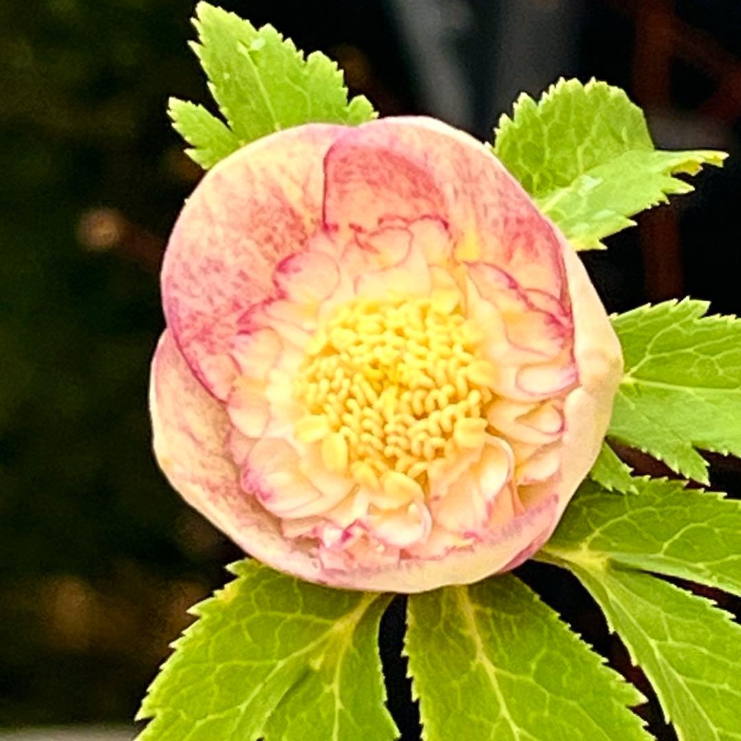 専用　3品同梱メルカリ 便❤️セール❤️3147 63 397