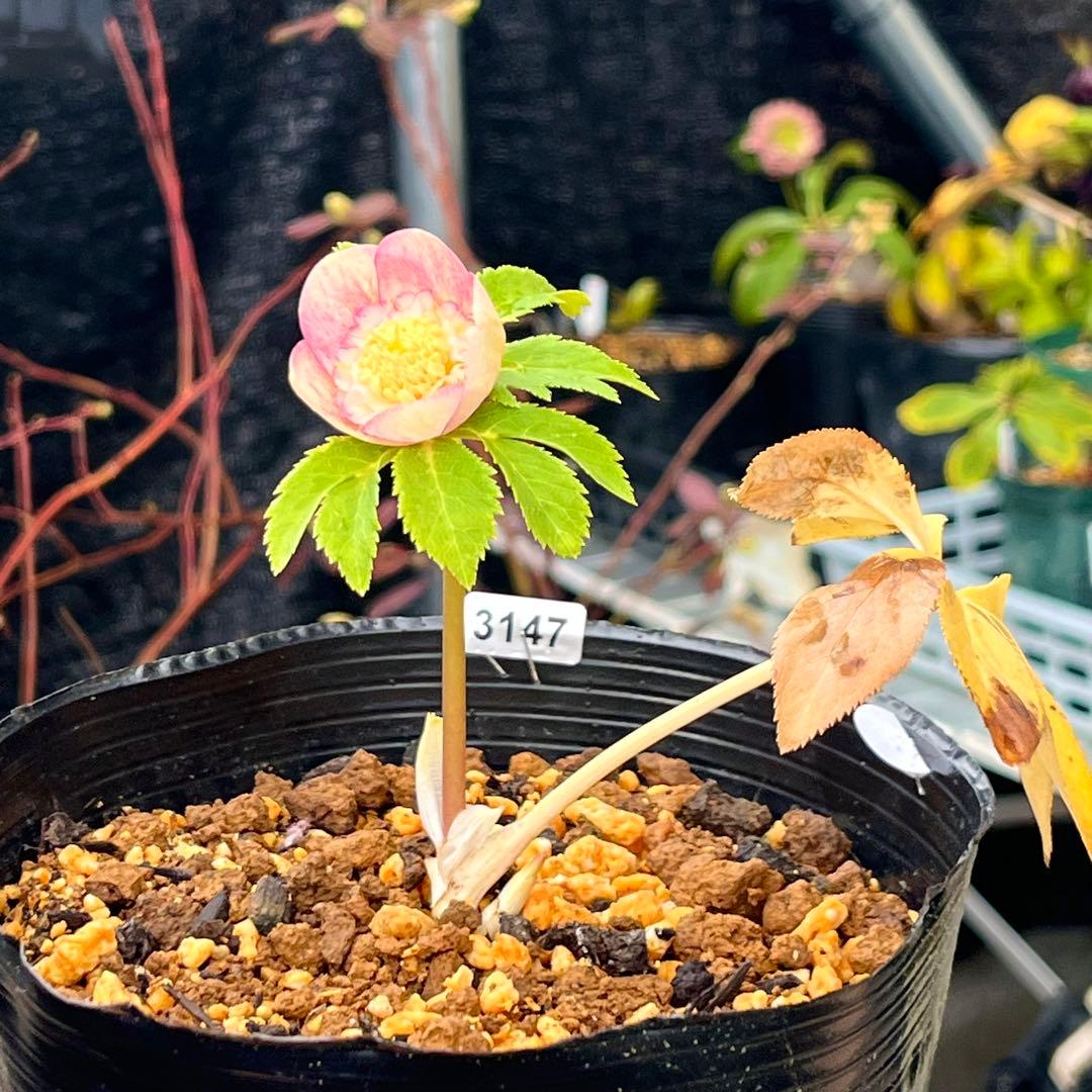 専用　3品同梱メルカリ 便❤️セール❤️3147 63 397