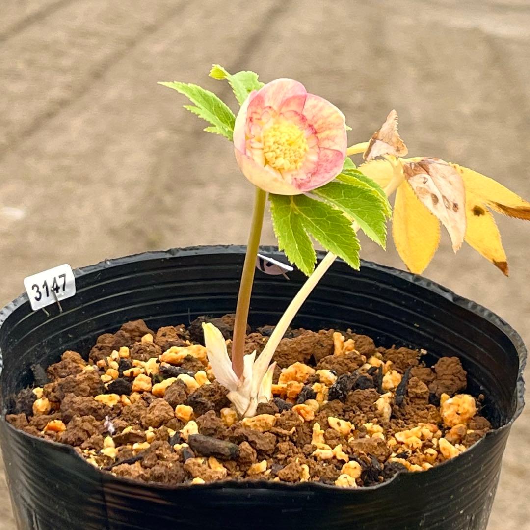 専用　3品同梱メルカリ 便❤️セール❤️3147 63 397