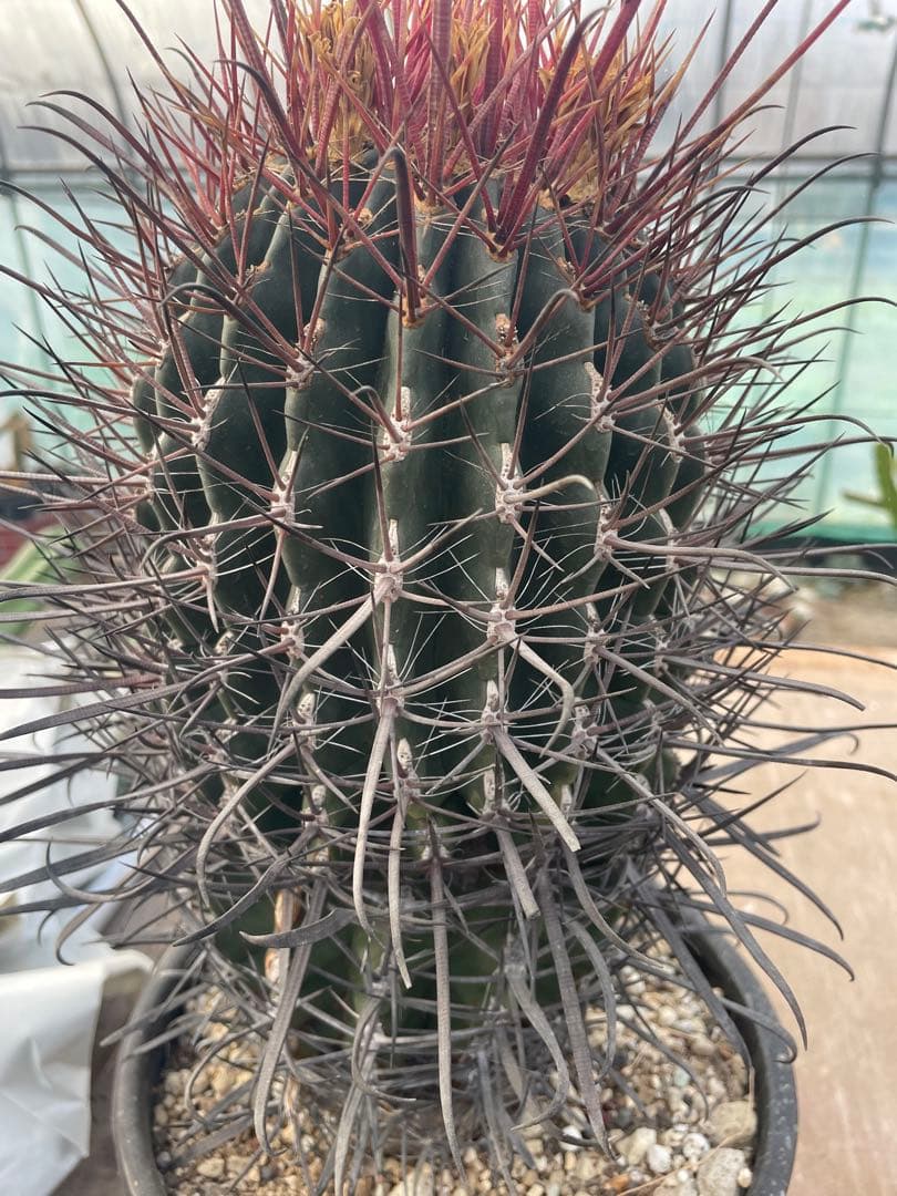 サボテン フェロカクタス 神仙玉 古株 大株 巨大